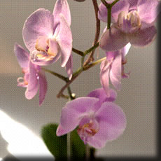 Click for detail: Phalenopsis Orchid